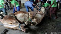 Warga melakukan pemotongan hewan kurban yang diserahkan Bank Mandiri.