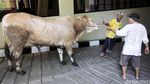 PBNU Kurban 50 Ekor Sapi