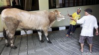 Hewan kurban siap untuk dipotong.