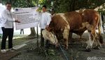 Bank Mandiri Potong Hewan Kurban
