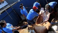 Daging kurban tersebut akan dibagikan kepada konstituen dapil dan masyarakat Jakarta Utara yang membutuhkan.