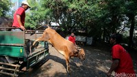 Seekor sapi diturunkan dari truk.