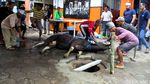 Pemotongan Hewan Kurban di Yogyakarta