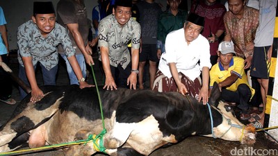 PBNU Kurban 50 Ekor Sapi