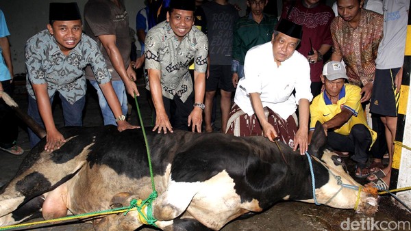 PBNU Kurban 50 Ekor Sapi