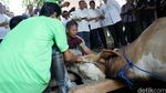Bank Mandiri Potong Hewan Kurban