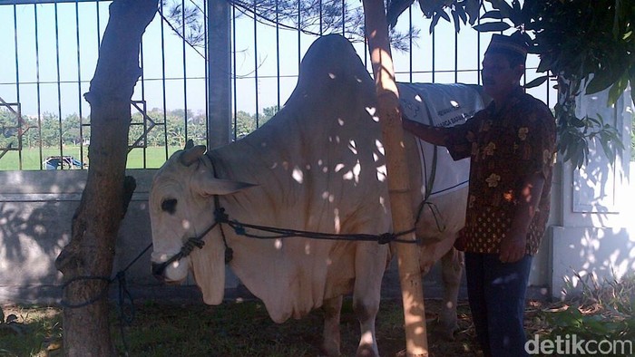 Sapi Jokowi di Jawa Tengah