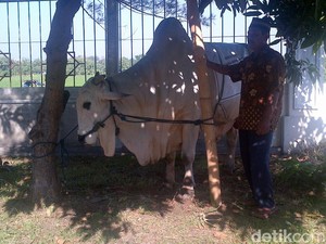 Presiden Jokowi Juga Serahkan Sapi Kurban ke Masjid Agung Jawa Tengah