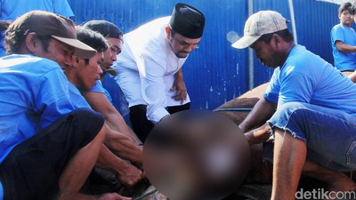 Anggota DPR Ahmad Sahroni Kurban 15 Ekor Sapi