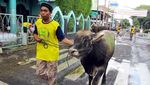Pemotongan Hewan Kurban di Yogyakarta