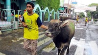 Sebanyak 33 ekor sapi dipotong di Masjid Jogokaryan, Kecamatan Mantrijeron, Kota Yogyakarta.