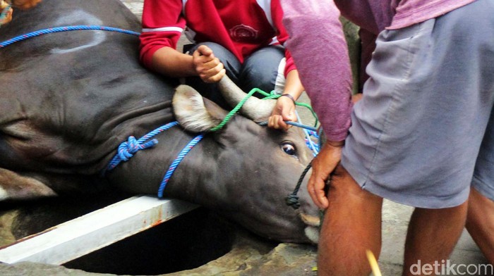 Peternak Resah, Sejumlah Sapi di Tulungagung Mati Mendadak
