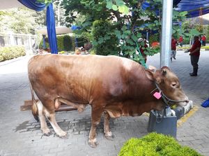 Kejar Target Swasembada, Sapi-sapi Raksasa Perlu Dikembangkan di RI