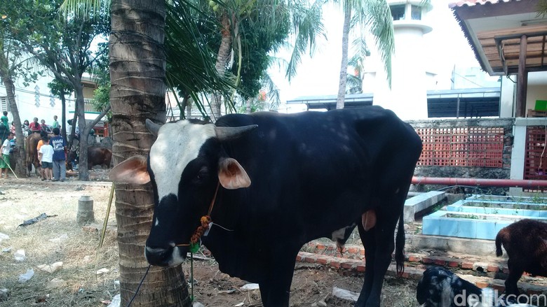 Beda dengan Ahok, Sapi 5 Kuintal dari Menteri Susi 