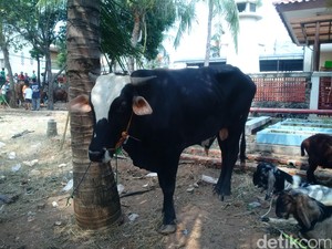 Beda dengan Ahok, Sapi 5 Kuintal dari Menteri Susi Diterima Masjid Luar Batang
