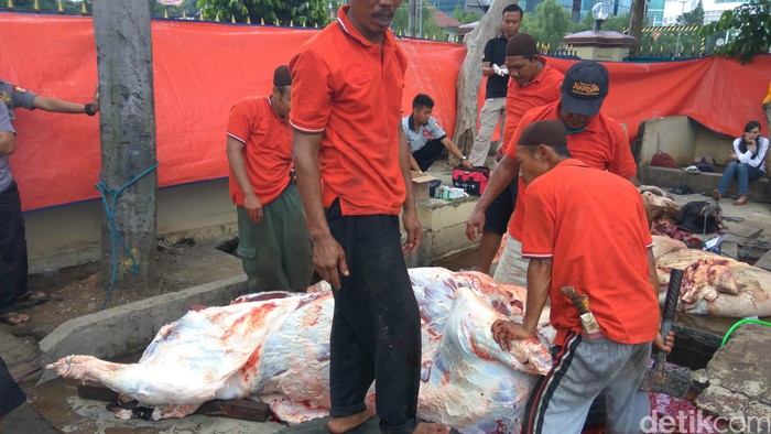 Hendak Diangkut, Satu Sapi Kurban Lepas di Lapangan Bhayangkara Mabes Polri