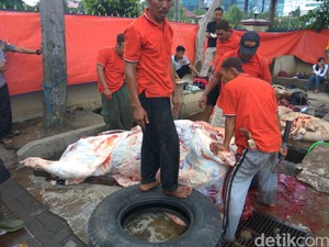 Hendak Diangkut, Satu Sapi Kurban Lepas di Lapangan Bhayangkara Mabes Polri