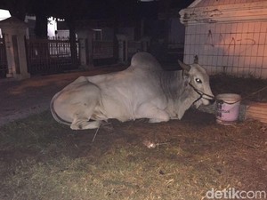 Presiden Jokowi Kurban Sapi Limousin di Masjid Agung Serang