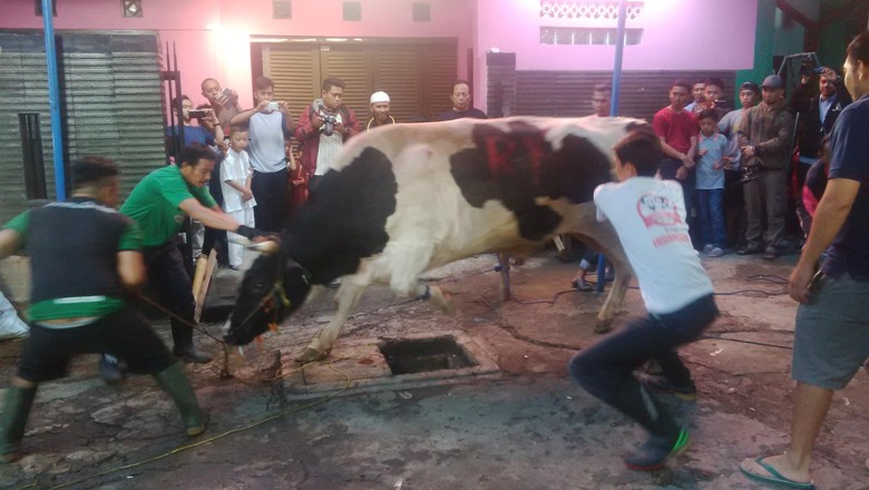 Momen Warga Kiaracondong Taklukan Sapi 7 Kuintal Sumbangan 