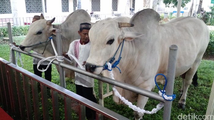 Di Antara 25 Sapi yang Dikurbankan di Masjid Istiqlal, Ini Sapi dari Jokowi dan JK