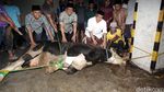 PBNU Kurban 50 Ekor Sapi