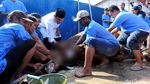Anggota DPR Ahmad Sahroni Kurban 15 Ekor Sapi