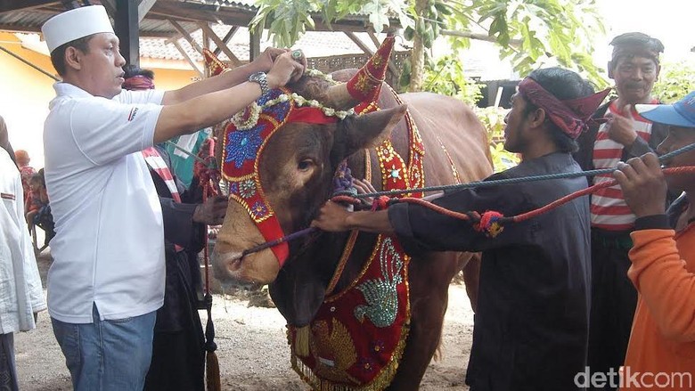 Sapi Pemenang Kontes Ternak se-Jatim Diarak dan Dirias 