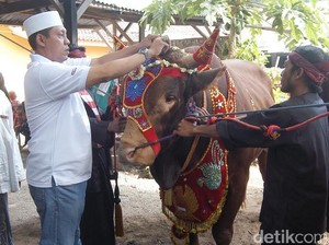 Sapi Pemenang Kontes Ternak se-Jatim Diarak dan Dirias Sebelum Disembelih