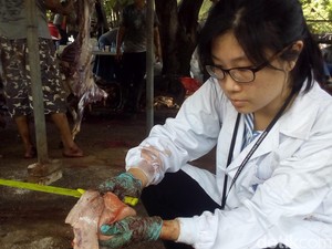 Temukan Cacing di Hati Sapi, Begini Tugas Pengawas Kesehatan Daging Kurban