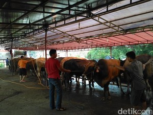 Pedagang Hewan Kurban di Akses UI Raup Untung, dari Ratusan Ekor kini Sisa Belasan