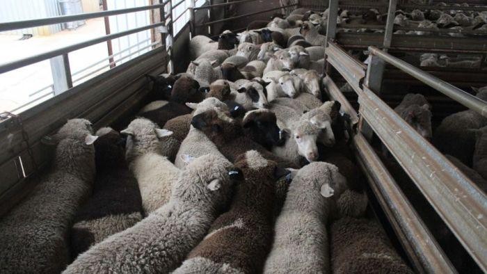 Domba Australia untuk Kurban Idul Adha di TimTeng Diduga Langgar Aturan