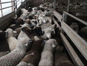 Domba Australia untuk Kurban Idul Adha di TimTeng Diduga Langgar Aturan
