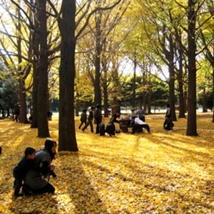 Saatnya Menikmati Indahnya Musim Gugur Di Jepang