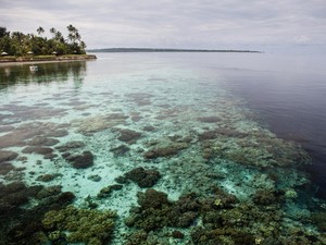 Kaki Sulawesi yang Cantik