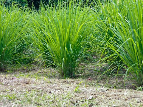 4 Tanaman Hias yang Bisa Diandalkan untuk Usir Nyamuk 