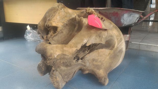 Foto: Barang bukti gading dan tengkorak gajah kepada BKSDA Jambi (Usman/detikcom)