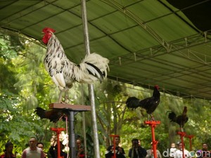 Kontes Ayam Ketawa Digelar di Bogor, Ada Kategori Dangdut Hingga Disko