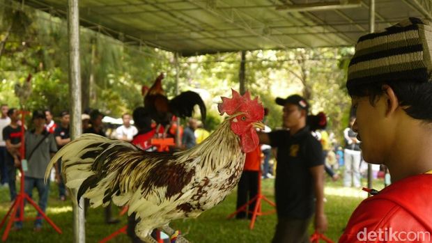 Kontes Ayam Ketawa di Bogor (Foto: Farhan/detikcom)