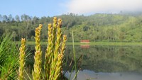 Liburan akhir tahun, Situ Cisanti bisa jadi pilihan traveler. Ingat, untuk selalu menjaga kebersihan ya! (Fitraya Ramadhanny/detikTravel)
