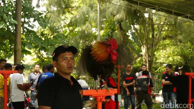 Kontes Ayam Ketawa di Bogor (Foto: Farhan/detikcom)