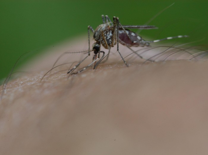 Nyamuk chikungunya