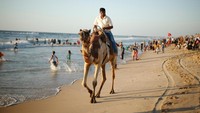 Foto: Ada pula yang menawarkan berjalan-jalan di pinggiran pantai menaiki unta. Seru juga sepertinya naik unta, seperti sedang di padang pasir (Nidal Al Mughrabi/Reuters)