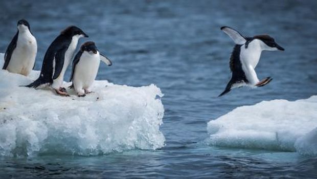 Melihat koloni penguin di Kutub Selatan (Thinkstock)