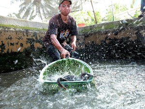 Agus, Anak Desa di Banyuwangi Ini Raup Puluhan Juta dari Bisnis Lele
