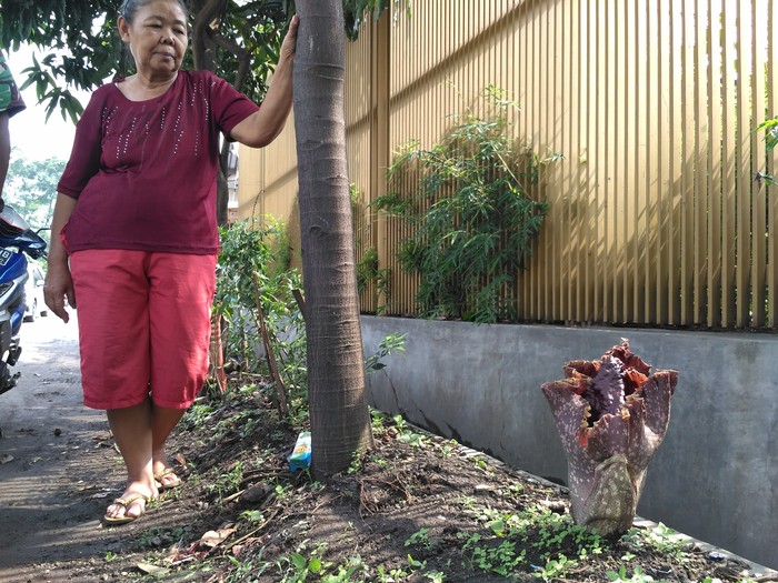 Bunga Bangkai Setinggi 40 Sentimeter Tumbuh di Pinggir Jalan Salendro Bandung