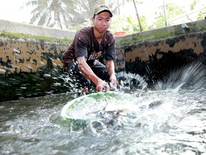 Program 10.000 Kolam Ikan Banyuwangi Tembus Target