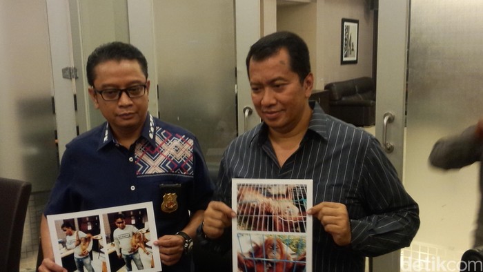 Lima Orang Utan Diselamatkan dari Perdagangan Ilegal