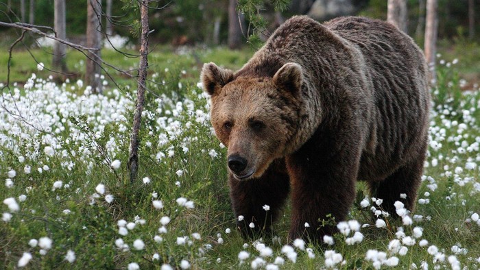 Menginap di Hotel Dekat Sarang Beruang, Mau?