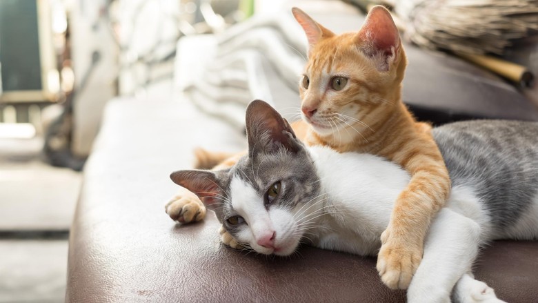 Bawa Kucing Dari Sabah Ke Semenanjung Bawa Kucing ke Kabin, Penumpang Ini Diusir dari Pesawat
