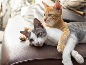 China Musnahkan Kucing Akibat Infeksi COVID-19, Warganet Murka